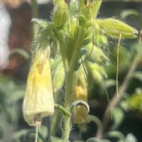 Onosma nana